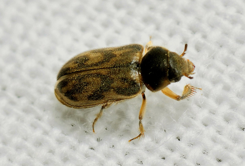 Heterocerus sp., Heteroceridae
